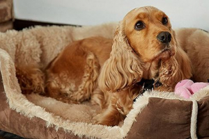 Lenhing dla psa robisz to sam - jak zrobić? Lenhing dla psa robisz to sam - jak zrobić?